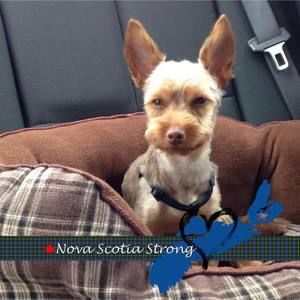 Meet your Posher, Donna